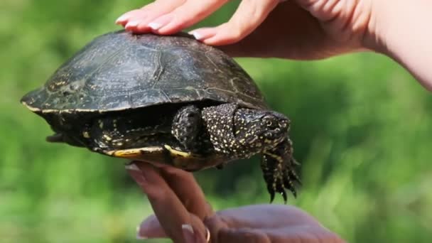 River Turtle Female Hands Background Green River Close Woman Holding — Stock Video