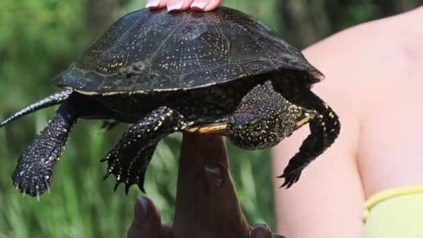 Żółw Rzeczny Żeńskich Rękach Tle Zielonej Rzeki Zbliżenie Kobieta Trzymająca — Wideo stockowe
