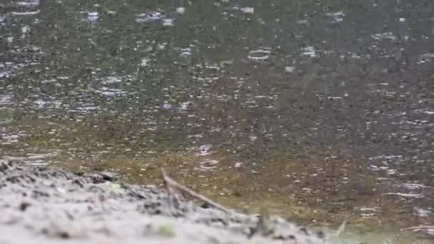 Капли Дождя Падают Поверхность Реки Пузырьками Летом Медленное Движение Зеленая — стоковое видео