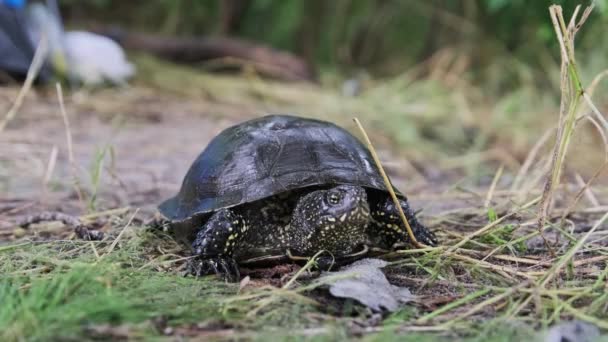 Речная Черепаха Лежит Земле Возле Берега Реки Крупным Планом Европейская — стоковое видео