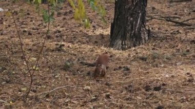 Sincap çam ormanında koşar. Şirin kırmızı bir sincap, Sciurus vulgaris, çam ormanlarında koşar ve yiyecek, kozalak ve periyodik olarak bir şeyler çiğner. Yavaş çekim 4K. Vahşi yaşam