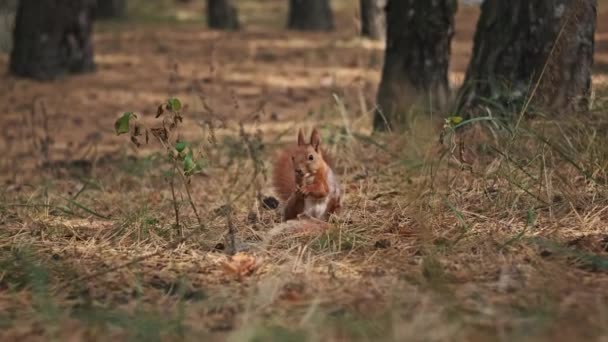 Śmieszna Wiewiórka Stoi Dwóch Nogach Żuje Rozgląda Się Sosnowym Lesie — Wideo stockowe