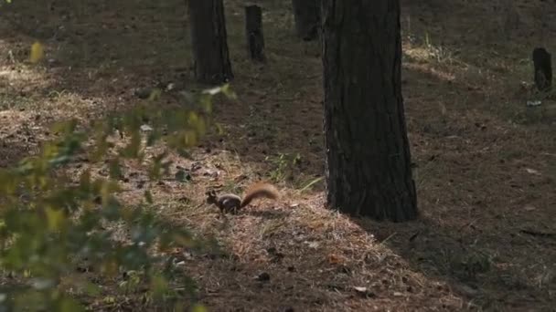 Eichhörnchen Läuft Einem Kiefernwald Ein Niedliches Rotes Eichhörnchen Sciurus Vulgaris — Stockvideo