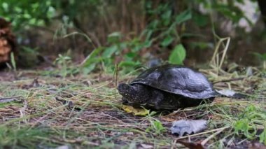 Nehir kaplumbağası nehir kıyısına yakın yerde yatıyor. Avrupa gölet kaplumbağası Emys Orbicularis yazın çimlerin üzerinde. Yavaş hareket eden bir kaplumbağa portresi..