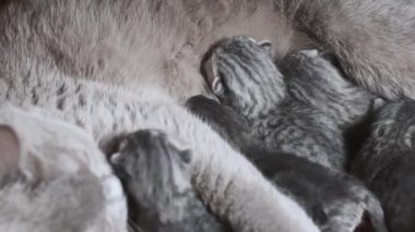 Yavru kedileri besleyen emziren kedi. Evcil safkan İskoç grevi kedisi yeni doğmuş kedileri besliyor. Birçok yavru gri kör kedi yavrusu hayatının ilk gününde annelerinin sütünü içer. Sevimli evcil hayvan..
