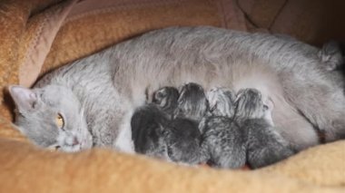 Yavru kedileri besleyen emziren kedi. Evcil safkan İskoç grevi kedisi yeni doğmuş kedileri besliyor. Birçok yavru gri kör kedi yavrusu hayatının ilk gününde annelerinin sütünü içer. Sevimli evcil hayvan..