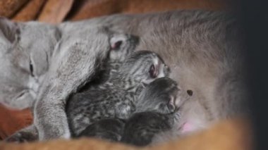 Yavru kedileri besleyen emziren kedi. Evcil safkan İskoç grevi kedisi yeni doğmuş kedileri besliyor. Birçok yavru gri kör kedi yavrusu hayatının ilk gününde annelerinin sütünü içer. Sevimli evcil hayvan..