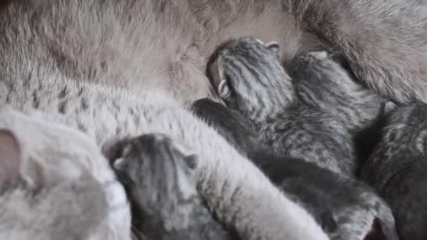 Pečující Kočka Krmící Koťátka Domácí Čistokrevná Skotská Útočná Kočka Krmící — Stock video
