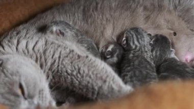 Evcil safkan İskoç grevi kedisi yeni doğmuş kedileri besliyor. Yavru kedileri besleyen emziren kedi. Birçok yavru gri kör kedi yavrusu hayatının ilk gününde annelerinin sütünü içer. Sevimli evcil hayvan..