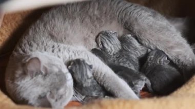 Yavru kedileri besleyen emziren kedi. Evcil safkan İskoç grevi kedisi yeni doğmuş kedileri besliyor. Birçok yavru gri kör kedi yavrusu hayatının ilk gününde annelerinin sütünü içer. Sevimli evcil hayvan..