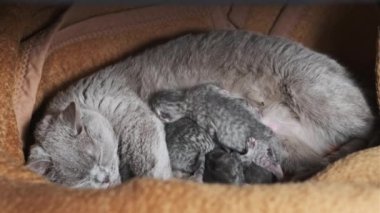 Evcil safkan İskoç grevi kedisi yeni doğmuş kedileri besliyor. Yavru kedileri besleyen emziren kedi. Birçok yavru gri kör kedi yavrusu hayatının ilk gününde annelerinin sütünü içer. Sevimli evcil hayvan..