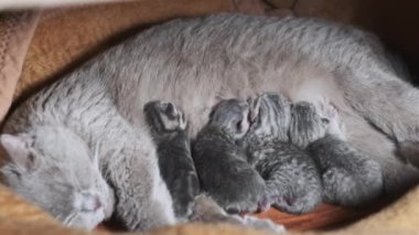 Evcil safkan İskoç grevi kedisi yeni doğmuş kedileri besliyor. Yavru kedileri besleyen emziren kedi. Birçok yavru gri kör kedi yavrusu hayatının ilk gününde annelerinin sütünü içer. Sevimli evcil hayvan..