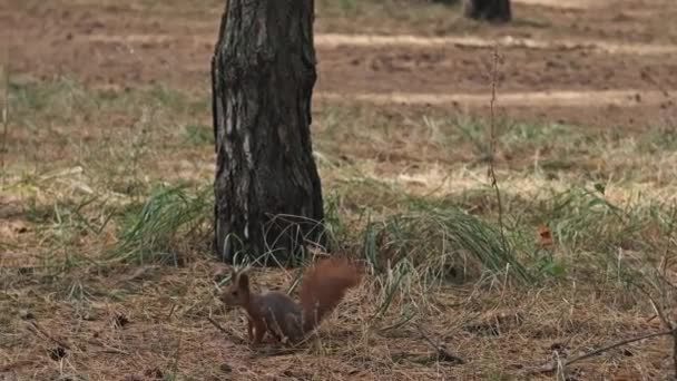 Eichhörnchen Läuft Einem Kiefernwald Ein Niedliches Rotes Eichhörnchen Sciurus Vulgaris — Stockvideo