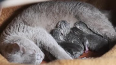 Evcil safkan İskoç grevi kedisi yeni doğmuş kedileri besliyor. Yavru kedileri besleyen emziren kedi. Birçok yavru gri kör kedi yavrusu hayatının ilk gününde annelerinin sütünü içer. Sevimli evcil hayvan..