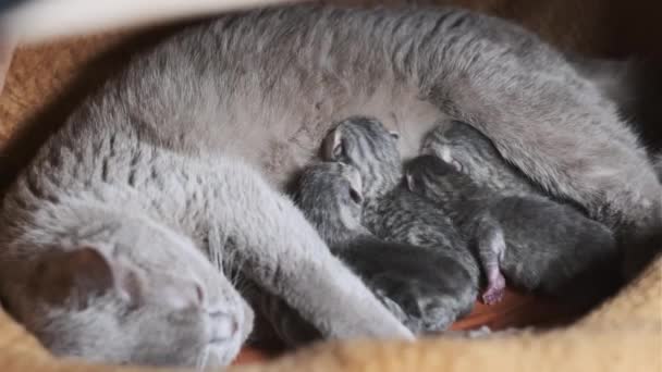 Inhemska Renrasiga Skotska Strejk Katt Utfodring Nyfödda Kattungar Amning Katt — Stockvideo