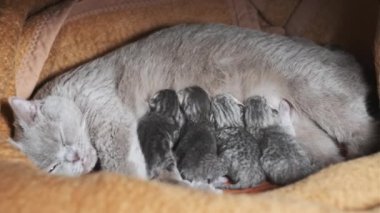 Evcil safkan İskoç grevi kedisi yeni doğmuş kedileri besliyor. Yavru kedileri besleyen emziren kedi. Birçok yavru gri kör kedi yavrusu hayatının ilk gününde annelerinin sütünü içer. Sevimli evcil hayvan..