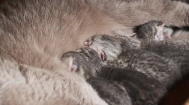 Yavru kedileri besleyen emziren kedi. Evcil safkan İskoç grevi kedisi yeni doğmuş kedileri besliyor. Birçok yavru gri kör kedi yavrusu hayatının ilk gününde annelerinin sütünü içer. Sevimli evcil hayvan..