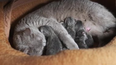 Yavru kedileri besleyen emziren kedi. Evcil safkan İskoç grevi kedisi yeni doğmuş kedileri besliyor. Birçok yavru gri kör kedi yavrusu hayatının ilk gününde annelerinin sütünü içer. Sevimli evcil hayvan..