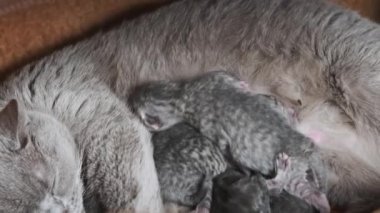 Evcil safkan İskoç grevi kedisi yeni doğmuş kedileri besliyor. Yavru kedileri besleyen emziren kedi. Birçok yavru gri kör kedi yavrusu hayatının ilk gününde annelerinin sütünü içer. Sevimli evcil hayvan..