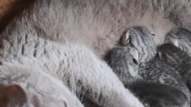 Evcil safkan İskoç grevi kedisi yeni doğmuş kedileri besliyor. Yavru kedileri besleyen emziren kedi. Birçok yavru gri kör kedi yavrusu hayatının ilk gününde annelerinin sütünü içer. Sevimli evcil hayvan..