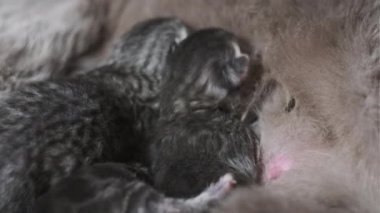 Yavru kedileri besleyen emziren kedi. Evcil safkan İskoç grevi kedisi yeni doğmuş kedileri besliyor. Birçok yavru gri kör kedi yavrusu hayatının ilk gününde annelerinin sütünü içer. Sevimli evcil hayvan..