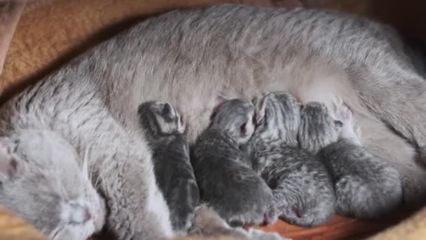 国内で生まれたスコットランドのストライキ猫は 新生児の子猫に餌を与えます 小さな子猫に餌を与える看護猫 多くの赤ちゃんの灰色の盲目の子猫は 人生の最初の日に母乳を飲んでいます かわいい家畜 — ストック動画
