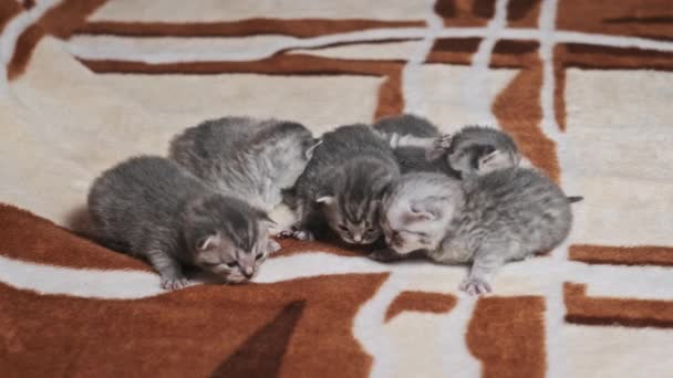 Tüylü Tüylü Beş Tekir Kedi Yavrusu Halıya Çıkıp Miyavlıyor Yakın — Stok video