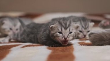 Üç tekir kedicik desenli halıda miyavlıyor. Yakından çekilen bir kedi yavrusu ağzı açık ve gözleri kısmen kapalı. Sıcaklık ve samimiyet yayar..