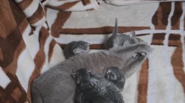 Yeni doğmuş kedileriyle battaniyenin üstünde oynayan komik bir anne kedi. Annesinin yanında tüylü tüylü yavru tekir kediler sürünüyor. Aile içi safkan İskoç grevi. Hoş büyüleyici atmosfer