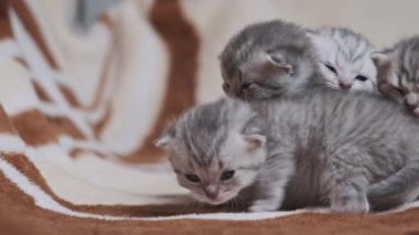 Tüylü tüylü yavru kediler battaniyenin üzerinde miyavlıyorlar, yakın plan. Genç kediler, yeni gözlerini açtılar, çevrelerini keşfediyorlar. Aile içi safkan İskoç grevi. Hoş büyüleyici atmosfer