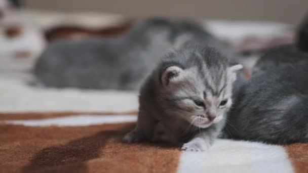 Tabby Kätzchen Mit Flauschigem Fell Kriechen Und Miauen Auf Einem — Stockvideo