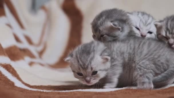Tüylü Tüylü Yavru Kediler Battaniyenin Üzerinde Miyavlıyorlar Yakın Plan Genç — Stok video
