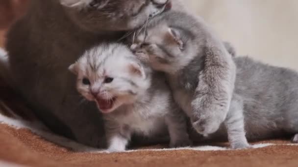 Vtipná Kojící Kočka Hraje Novorozenými Koťátky Dece Mladá Roztomilá Koťátka — Stock video