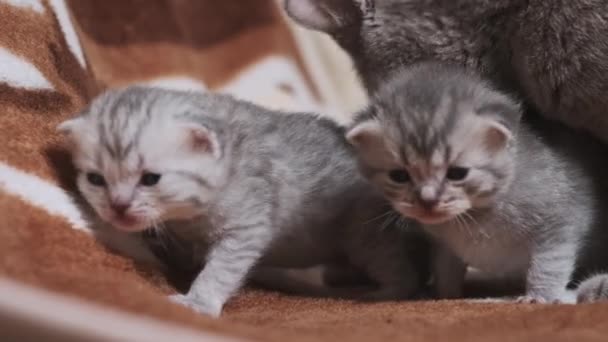 Gattini Tavolo Con Peluche Strisciano Miagolano Una Coperta Primo Piano — Video Stock