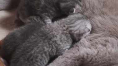 Emziren anne kedi, yeni doğmuş yavrularını battaniyenin üzerinde yatarak besler. Tüylü tüylü tüylü yavru kediler annelerine yakın yerlerde sürünüyorlar. Aile içi safkan İskoç grevi. Hoş büyüleyici atmosfer