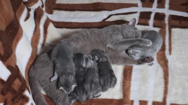 Engraçado Mamãe Gato Brincando Com Seus Filhotes Recém Nascidos Cobertor — Vídeo de Stock
