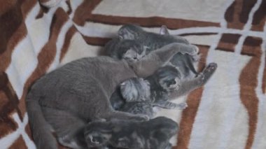 Emziren anne kedi, yeni doğmuş yavrularını battaniyenin üzerinde yatarak besler. Tüylü tüylü tüylü yavru kediler annelerine yakın yerlerde sürünüyorlar. Aile içi safkan İskoç grevi. Hoş büyüleyici atmosfer