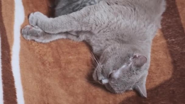 Gato Lactante Alimentando Gatitos Recién Nacidos Una Manta Jóvenes Lindos — Vídeos de Stock