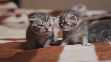 Kabarık tüylü iki yavru tekir kedi desenli bir halıda. Çok genç kedicikler, yeni açılmış gözleri ile çevrelerini ve miyavlamalarını keşfediyorlar. Güzel ve sevimli bir atmosfer.