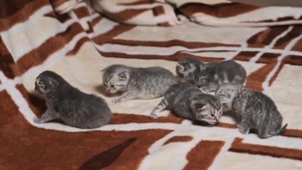 Пять Молодых Котят Серым Мехом Узорчатом Одеяле Пять Недавно Открытых — стоковое видео