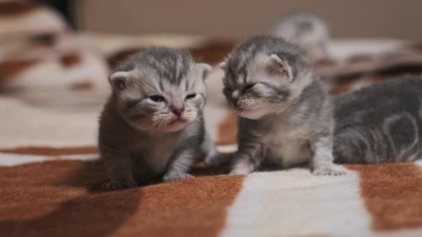 Zwei Junge Gestromte Kätzchen Mit Flauschigem Fell Liegen Auf Einem — Stockvideo