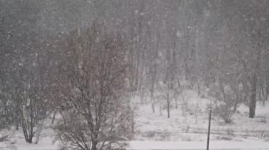 Kış kar yağışı arka planı, Yavaş Hareket. Orman arka planında, açık havada yağan kar taneleri ile kış manzarası. Sakin, karlı kış havası. Ağaçlara kar yağan kış sahnesi. Boşluğu kopyala