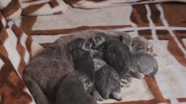 Emziren anne kedi, yeni doğmuş yavrularını battaniyenin üzerinde yatarak besler. Tüylü tüylü tüylü yavru kediler annelerine yakın yerlerde sürünüyorlar. Aile içi safkan İskoç grevi. Hoş büyüleyici atmosfer
