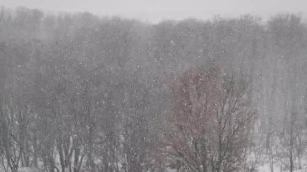 Зимовий Снігопад Повільний Рух Зимовий Пейзаж Падаючими Сніжинками Лісовим Тлом — стокове відео