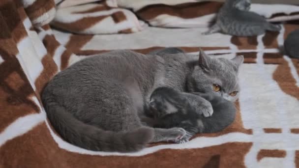 แมวพยาบาลเล ยงล กแมวทารกแรกเก ดของพวกเขานอนอย บนผ กแมวท อยท ขนป ยคลานใกล บแม — วีดีโอสต็อก