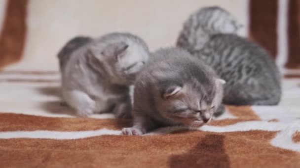 Tabby Anak Kucing Dengan Bulu Halus Merangkak Dan Meow Karpet — Stok Video