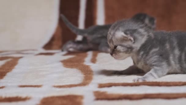 Neugeborene Gestromte Kätzchen Mit Flauschigem Fell Krabbeln Und Miauen Auf — Stockvideo