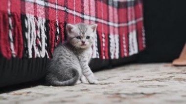 Bir aylık sevimli kedi yavrusu evdeki halıya yakın çekim kamerasına komik bir bakış. Gri tüylü tüylü yavru bir tekir kedi sürünerek yaklaşıyor. Evcil safkan İskoç grev kedisi. Güzel atmosfer