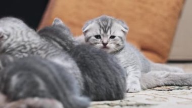 Şirin bir ay. Kedi yavrusu. Evdeki kilimin üzerindeki kameraya komik bir bakış. Yavru kedi ve kedi yavrularının yanında gri tüylü yavru kedicik. Aile içi safkan İskoç grevi. Güzel atmosfer