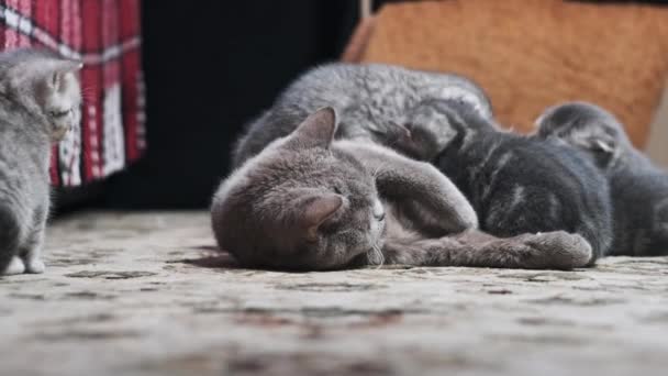Lucu Satu Bulan Anak Kucing Bermain Dengan Mereka Menyusui Ibu — Stok Video